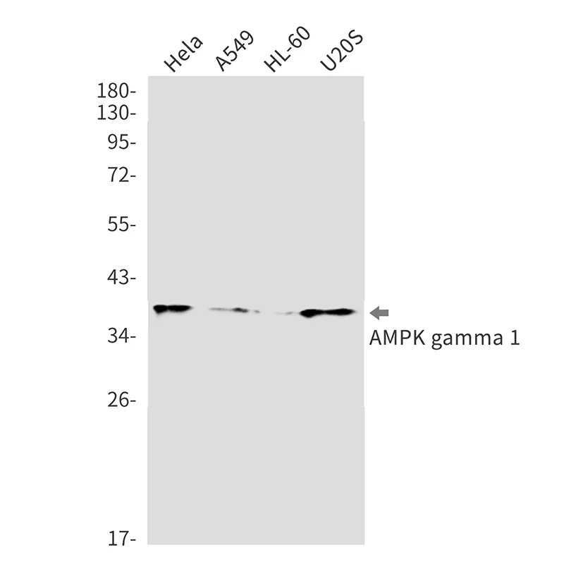 AMRe02896
