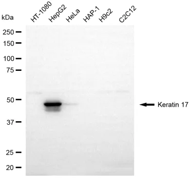 KVAb00473