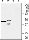 Western blot analysis of human liver carcinoma HepG2 (lanes 1 and 3) and rat pheochromocytoma PC12 (lanes 2 and 4) cell lysates: