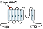 immunogen