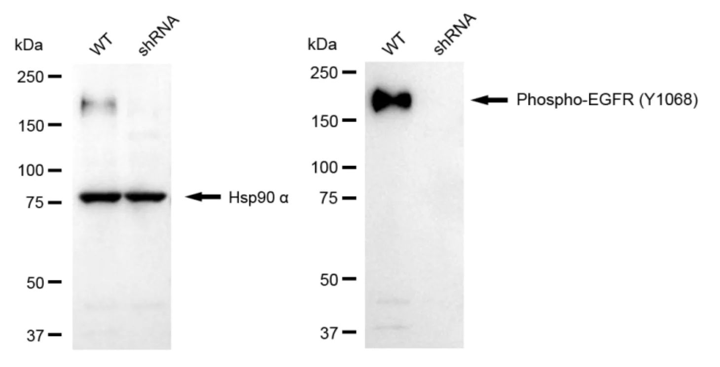 KVAb01737