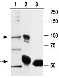 Immunoprecipitation of rat basophilic leukemia (RBL) lysate: