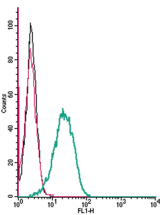 Cell surface detection of <span class="TextRun