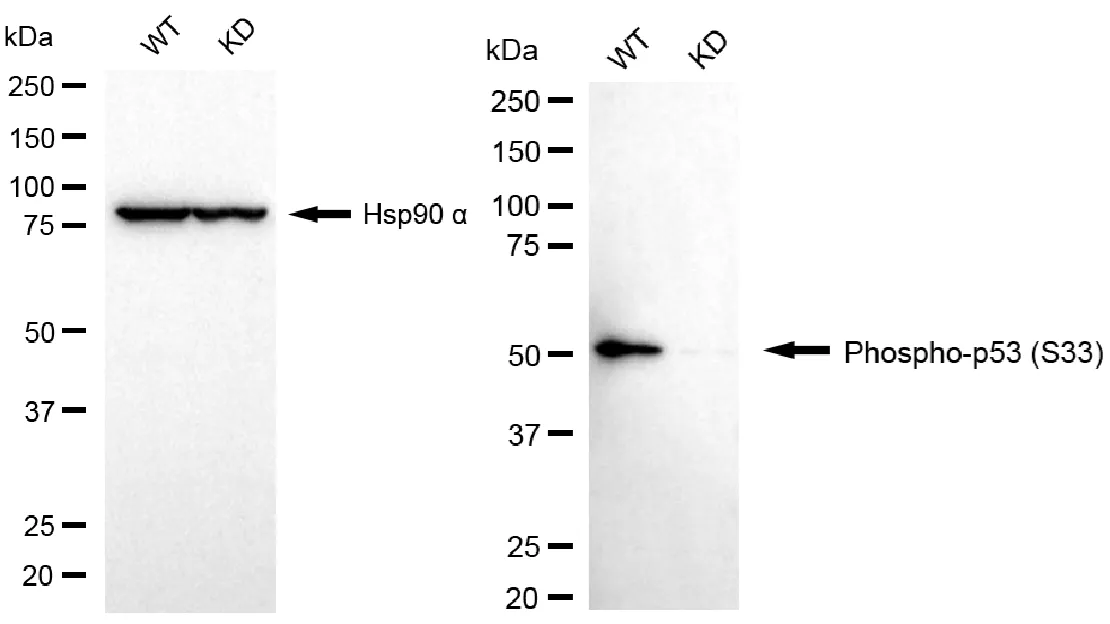 KVAb01703
