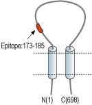 immunogen