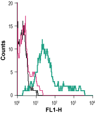 Cell surface detection of EAAT1 in live intact human MEG-01 megakaryoblastic leukemia cells: