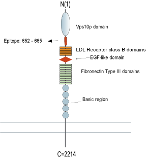 immunogen