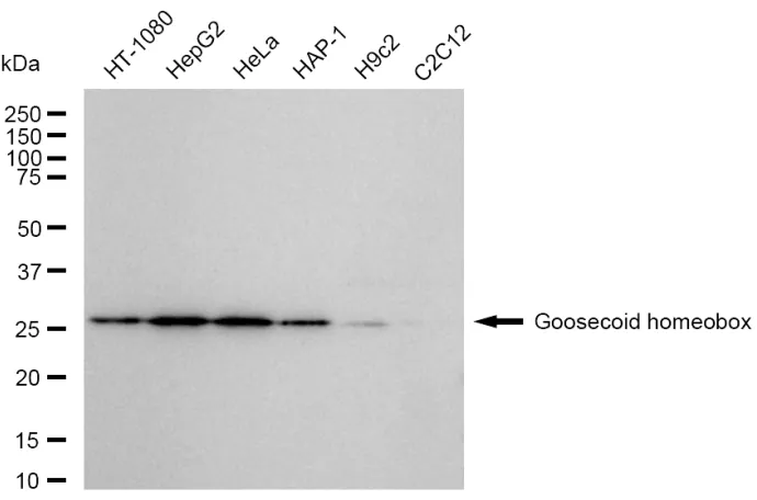 KVAb01032