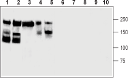 Western blot analysis of mouse brain (lanes 1 and 6), rat cerebellum (lanes 2 and 7), rat eye (lanes 3 and 8), human SH-SY5Y brain neuroblastoma (lanes 4 and 9) and PC12 rat pheochromocytoma (lanes 5 and 10) cells lysates: