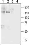 Western blot analysis of rat brain (lanes 1 and 3) and mouse brain (lanes 2 and 4) lysates: