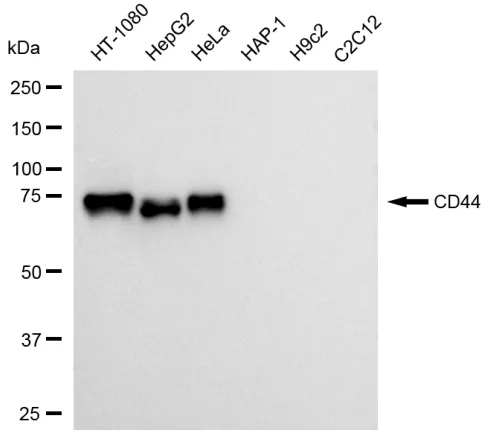 KVAb01630