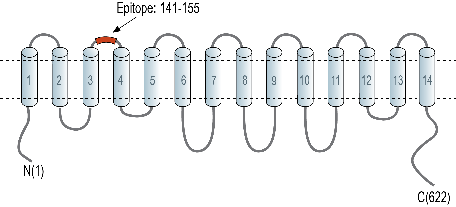 immunogen
