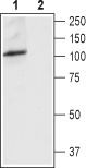 Western blot analysis of rat brain lysate: