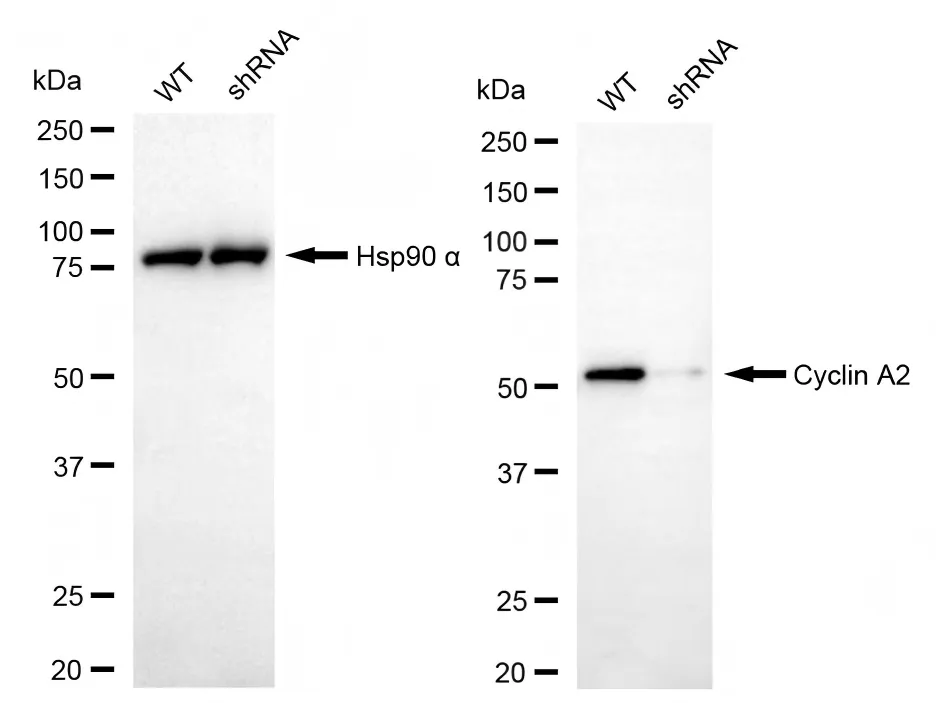 KVAb01933