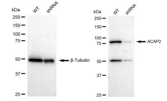 KVAb01819
