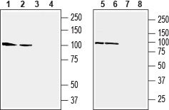 Western blot analysis of rat (lanes 1 and 3) and mouse (lanes 2 and 4) brain membranes, human SH-SY5Y neuroblastoma cell line (lanes 5 and 7) and human Jurkat T-cell leukemia cell line (lanes 6 and 8) lysates :