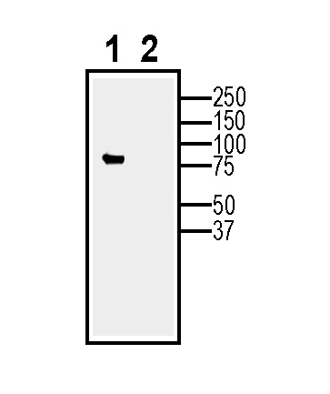Expression of Calnexin in BV-2 cells (lane 1) and in BV-2-derived exosomes (lane 2).