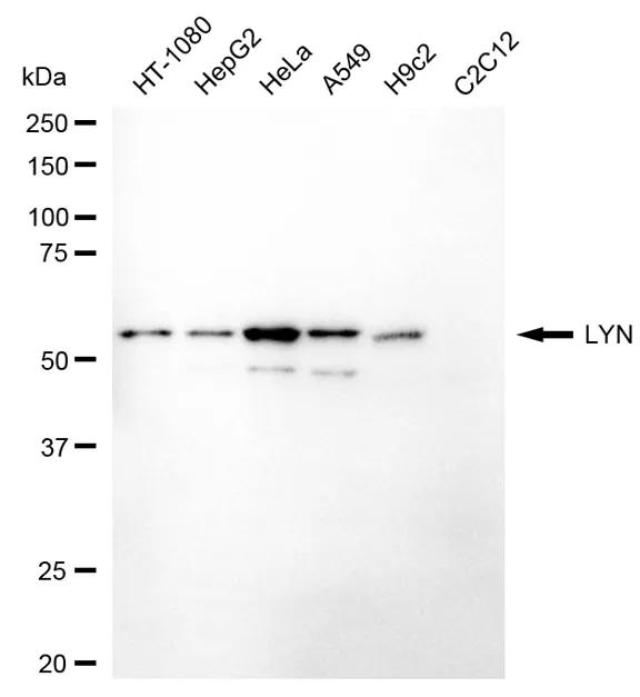 KVAb01929