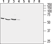 Western blot analysis of mouse brain (lanes 1 and 5), rat cortex (lanes 2 and 6), rat new born brain (lanes 3 and 7) and human brain glioblastoma (U-87 MG) cell line lysates: