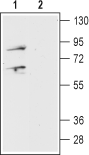 Western blot analysis of mouse brain lysate: