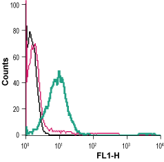 Cell surface detection of β 2 -Adrenoceptor in live intact human Jurkat T-cell leukemia cells: