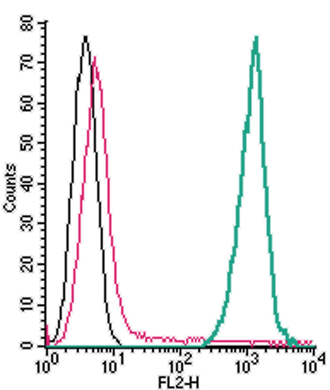 Cell surface detection of TREM2 by direct flow cytometry in live intact mouse J774 macrophage cells: