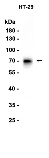 AMRe86670