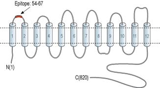 immunogen