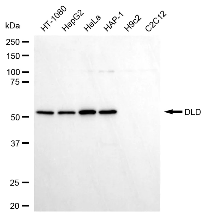 KVAb01919