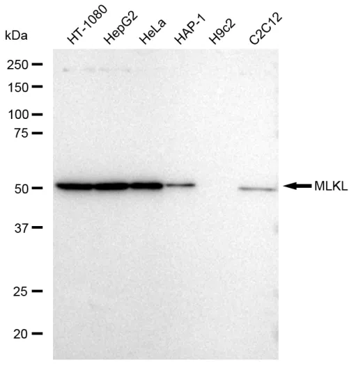 KVAb01502
