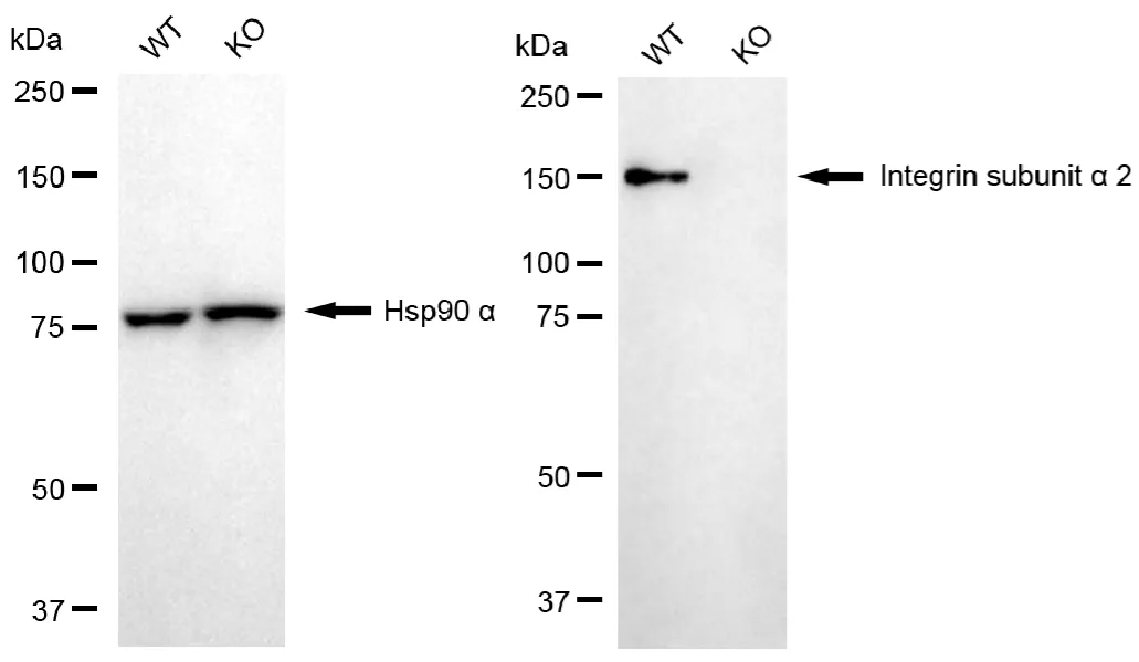 KVAb00156