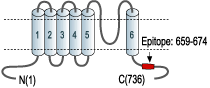 immunogen