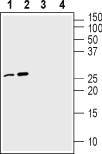 Western blot analysis of 100 ng Recombinant mouse proNGF protein (#N-250) (lanes 1 and 3) and <a href="https://www.alomone.com/p/human-prongf/N-280" data-cke-save