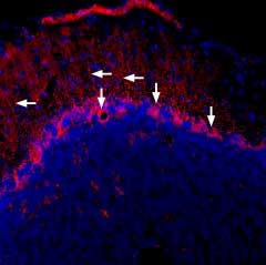 Expression of Connexin-43 in mouse brain