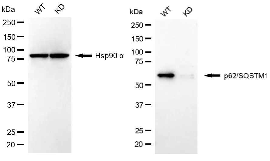 KVAb01333