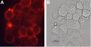 Expression of DAT in rat PC12 cells