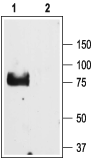 Western blot analysis of rat lung lysate: