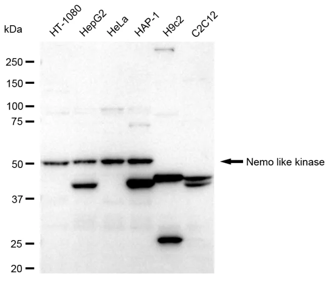 KVAb00984