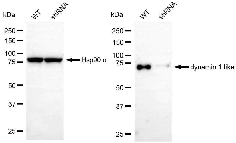 KVAb00565