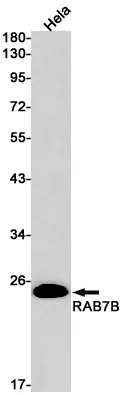 AMRe02509