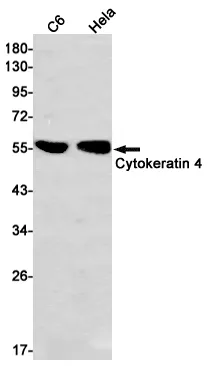 AMRe01486