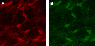 Expression of p75 NTR in rat brain