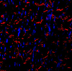 Expression of N-Cadherin in mouse heart