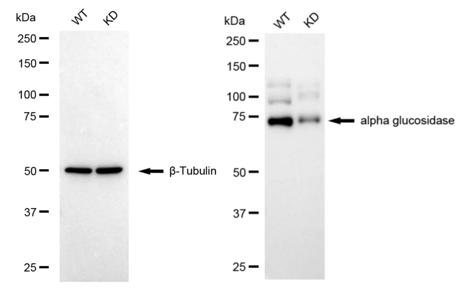 KVAb01602