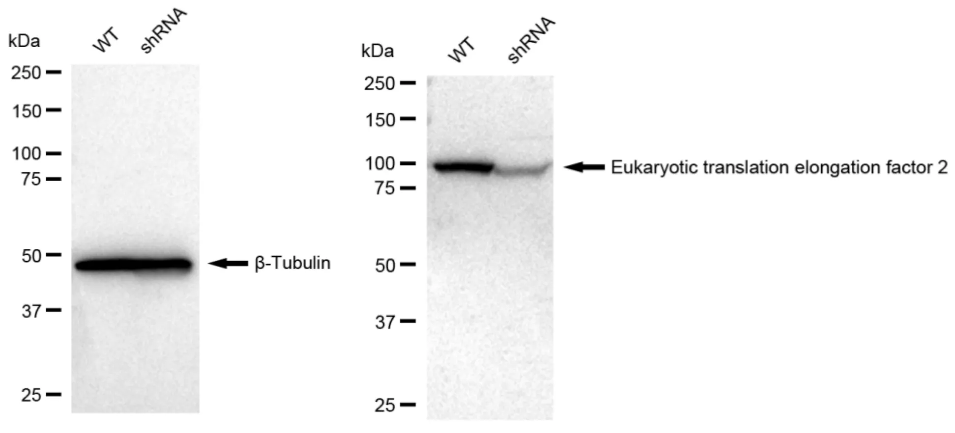 KVAb01027