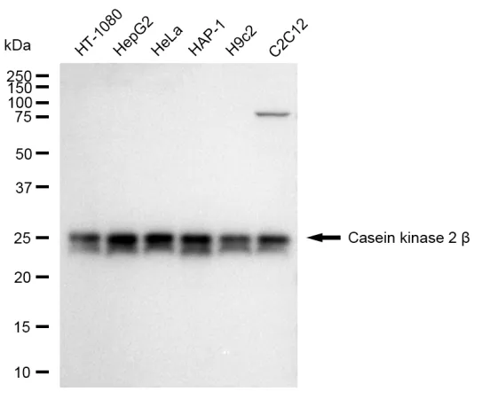 KVAb01553