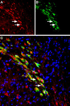 Expression of VMAT2 in rat substantia nigra dopaminergic neurons