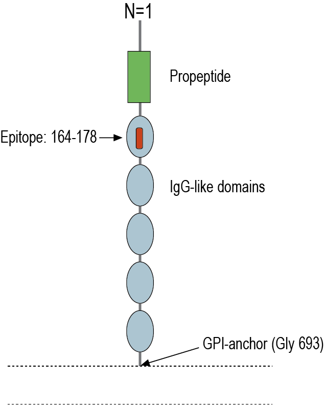 immunogen