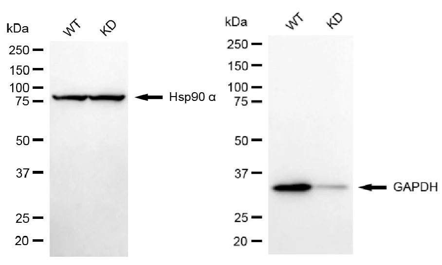 KVAb01457