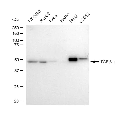 KVAb01158